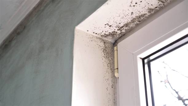 Why You Should Choose Our Mold Remediation Services in Topanga, CA